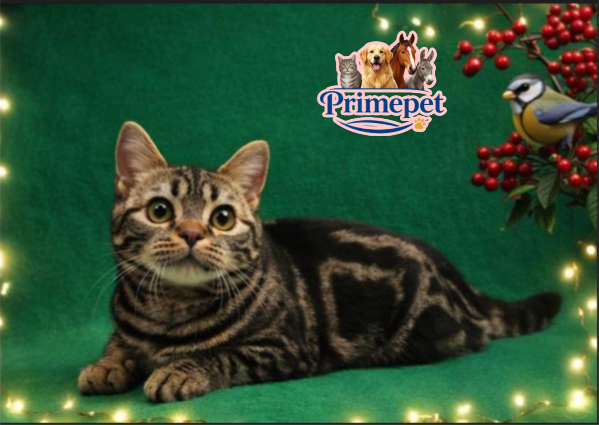 Dana is a cute and inquisitive Female American Shorthair cat - Image 4